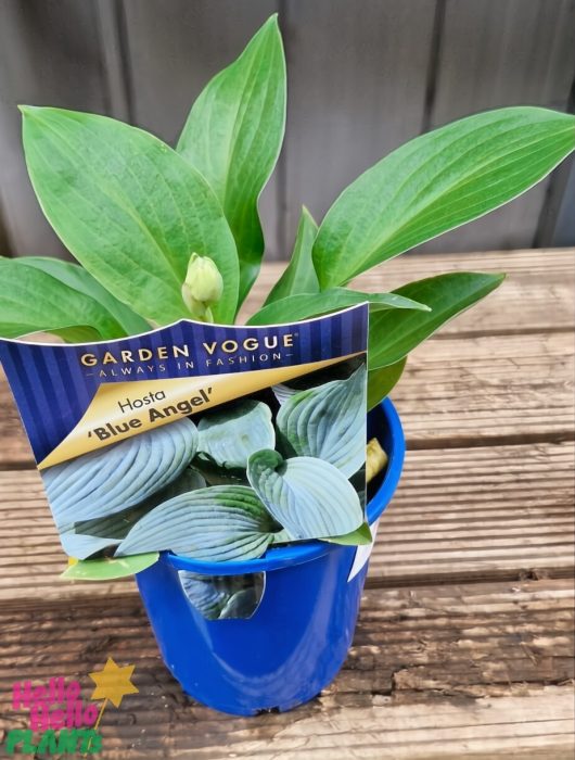 A Hosta 'Blue Angel' 4" Pot showcases its green leaves with a label atop a wooden surface.