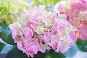 Hydrangea macrophylla TeaTime™ Pink medium sized mop head flowers with creamy pale light pink blush