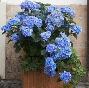 Hydrangea macrophylla TeaTime™ Blue mop head flowers with blue and white flowers in a pot planted