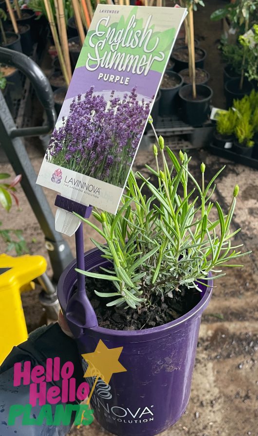 lavandula lavinnova purple english summer lavender in 6in pot with green foliage and label hello hello plants