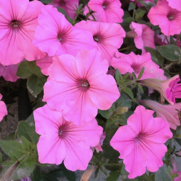 Petunia Supertunia Vista® 'Jazzberry' 6