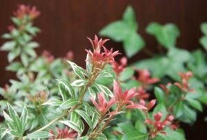 A close-up of the Prunus 'Cherry Laurel' plant showcases its stunning green and white variegated leaves with small red-tipped foliage, all set against a lush green background. This beautiful specimen is available in a 12" pot for your garden and can be purchased as part of our bulk buy option, which includes 10 pots.