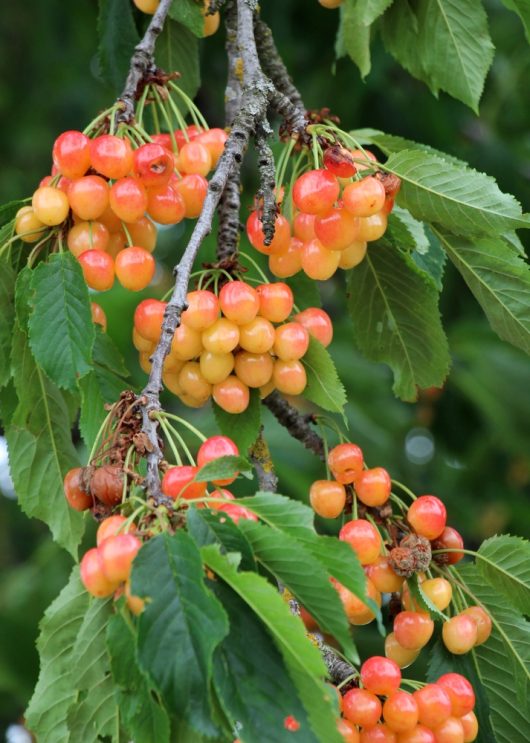 Clusters of ripe yellow and red cherries hang from a tree branch with green leaves, resembling the abundant harvest you'd achieve from a Prunus 'Cherry Laurel' 12" Pot (Bulk Buy of 10).