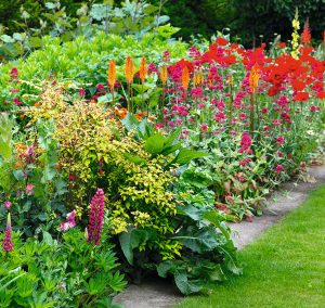 Colourful Garden