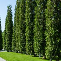 Thuja plicata fastigiata Upright Conifers in a row Western Red Cedar Trees hedge screening green foliage