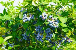 Clusters of ripe blueberries emerge through vibrant green leaves, evoking the abundant foliage typical of a flourishing Carex buchananii 'Leatherleaf Sedge' landscape, available in a 6" pot (bulk buy of 48).