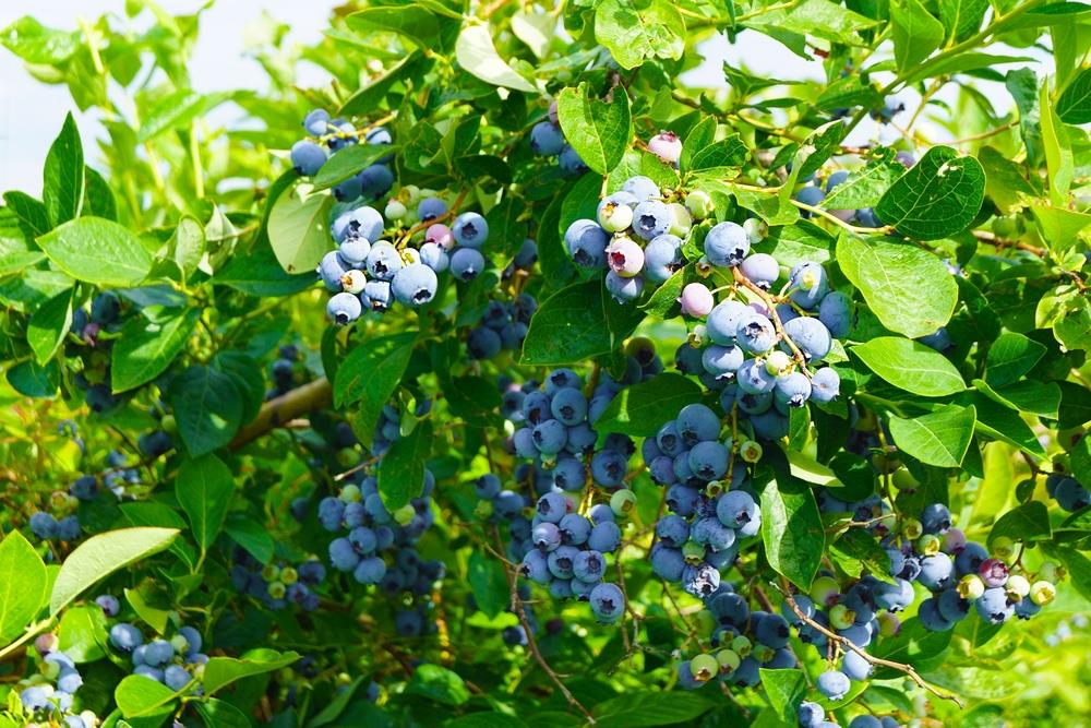 Clusters of ripe blueberries emerge through vibrant green leaves, evoking the abundant foliage typical of a flourishing Carex buchananii 'Leatherleaf Sedge' landscape, available in a 6" pot (bulk buy of 48).