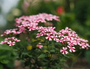 Verbena hybrid Lanai Candy Cane flowers with multicoloured pink and white stripes