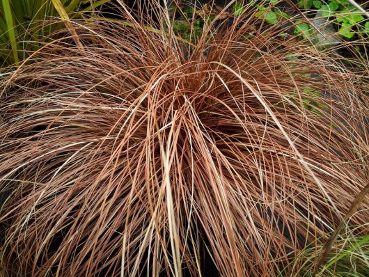 A dense cluster of brown, dried grass from the Carex buchananii 'Leatherleaf Sedge' is nestled in a 6" pot and surrounded by vibrant green foliage.