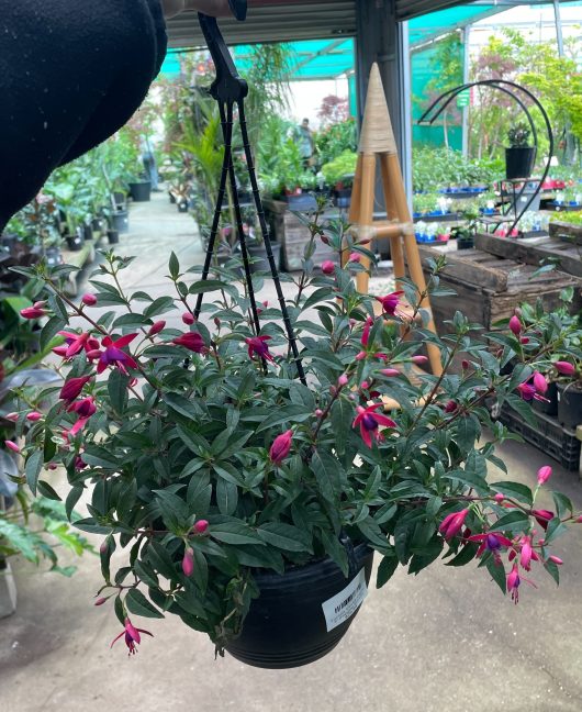 Fuchsia x hybrida Electric Lights hanging basket at Hello Hello Plants nursery green leaves and hot pink and purple tubular flowers