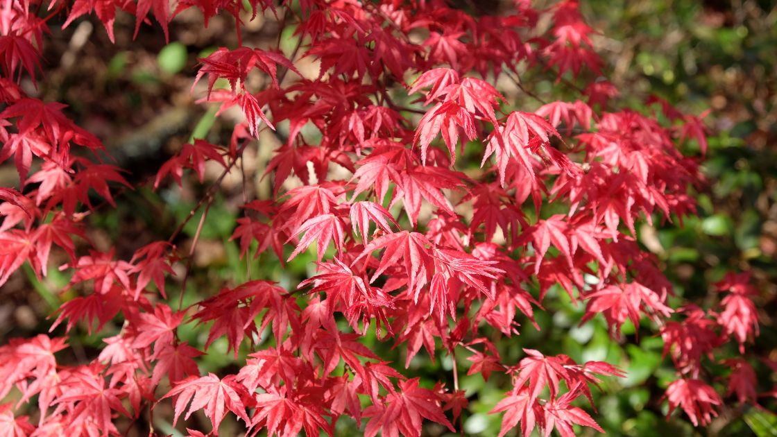 Choosing The Right Japanese Maple To Thrive In Your Garden