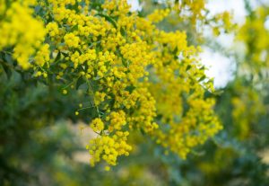 A close up of Acacia cultriformis 'Knife Leaf Wattle' 6" Pot flowers on a tree blooming yellow fluffy small flowers