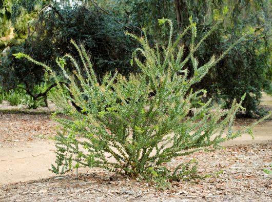 A Acacia cultriformis 'Knife Leaf Wattle' 6" Pot in the middle of a dirt path.