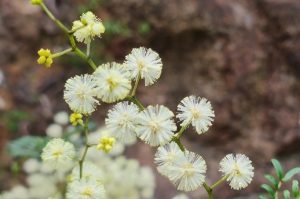 Acacia maxwellii 'Umbrella Bush' Prostrate 6" Pot flowers on a bush with rocks in the background. pale yellow cream fluffy flowers