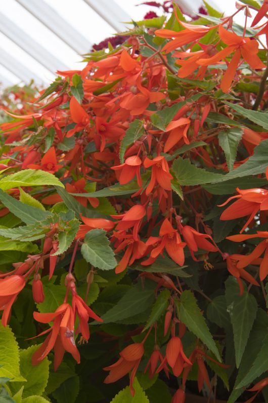 Begonia boliviensis Begonia bossa nova red flowering pendulous blooms