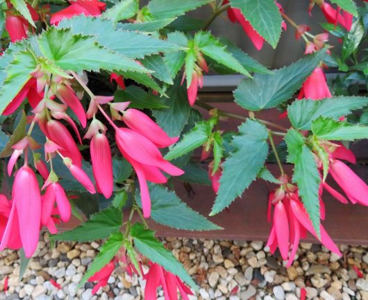 Begonia boliviensis Begonia bossa nova red flowering with green leaves hanging over rocks