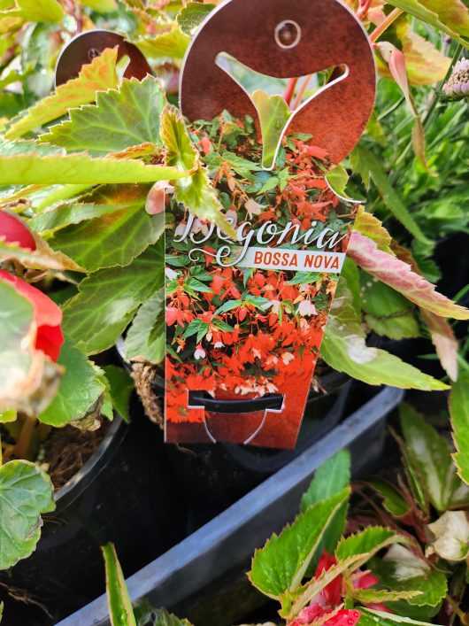 Begonia boliviensis Begonia bossa nova red flowering with label pot