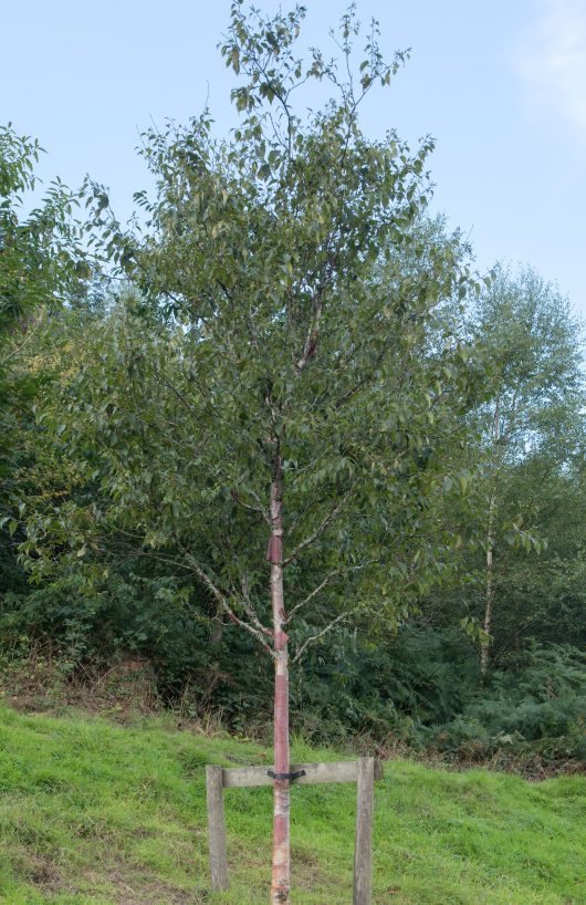 Betula 'Chinese Red Birch' Betula albosinensis var. septentrionalis Tree with upright branches and green leaves