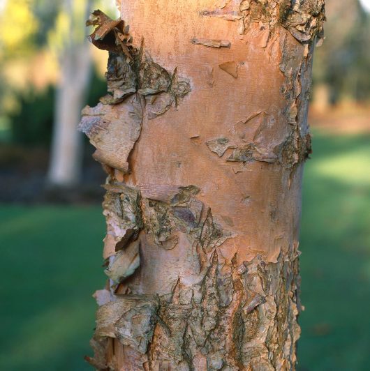 Betula 'Chinese Red Birch' Betula albosinensis var. septentrionalis Chinese Red Birch Tree Trunk red brown peeling