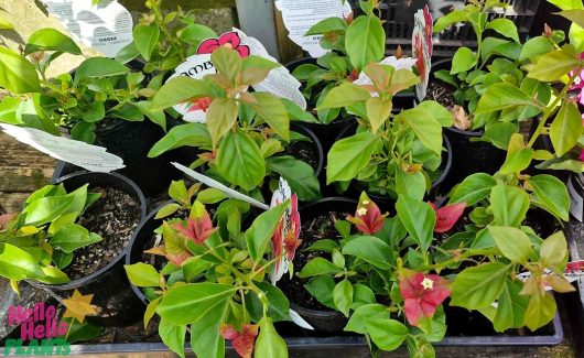 Potted plants, including the vibrant Bougainvillea bambino 'Pedro' with green leaves and striking red flowers, adorn the display rack. Tags peek from some pots, adding a touch of charm.