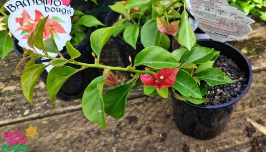 A potted Bougainvillea bambino 'Pedro' with vibrant red flowers sits elegantly on a wooden surface.