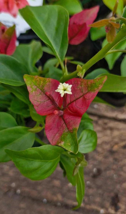 The Bougainvillea bambino 'Pedro' showcases vibrant pink bracts with a delicate white flower at the center, all beautifully framed by lush green leaves.