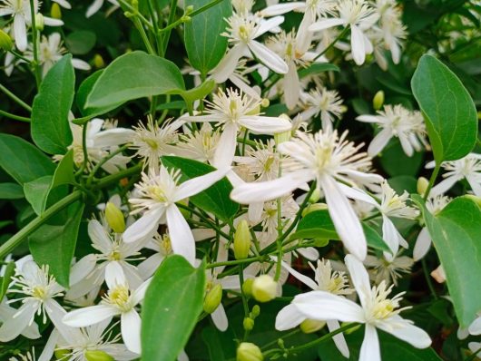 A cluster of white star-shaped flowers with long petals and green leaves in a lush garden setting, these lovely blooms resemble the beauty of Cestrum 'Night Blooming Jasmine' 10" Pot. Perfectly nestled in a 10" pot, they bring an enchanting allure to any space.