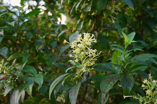 Cestrum 'Night Blooming Jasmine' (Eco Grade) in a 10" pot features small, light-colored blooms surrounded by lush green foliage.