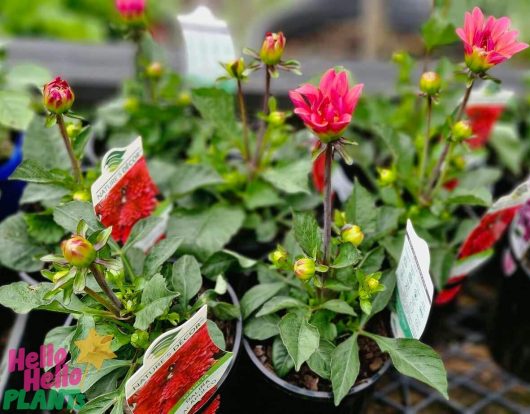 Potted plants featuring vibrant pink Dahlia Dalina® 'Acapulco' flowers and rich green leaves, each placed in a 6" pot. The scene suggests a flourishing garden backdrop.