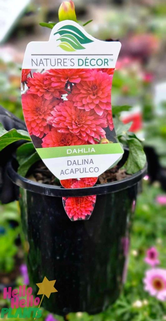 A black pot showcasing the vibrant red Dahlia Dalina® 'Acapulco' stands proudly amidst a backdrop of blurred greenery.