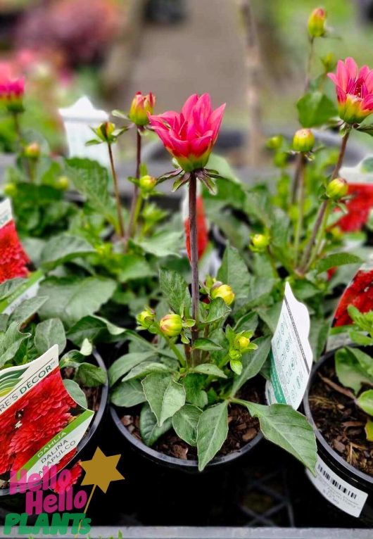 Dahlia Dalina® 'Acapulco' plants flourish beautifully in 6" pots, showcasing vibrant blooms in shades of pink and red, while their lush green leaves elegantly drape over the table.