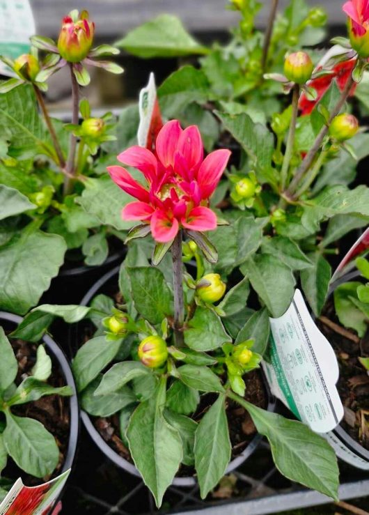 Close-up of a 6" potted Dahlia Dalina® 'Acapulco' plant with vibrant pink flowers and green leaves, surrounded by other similar plants in a garden center.