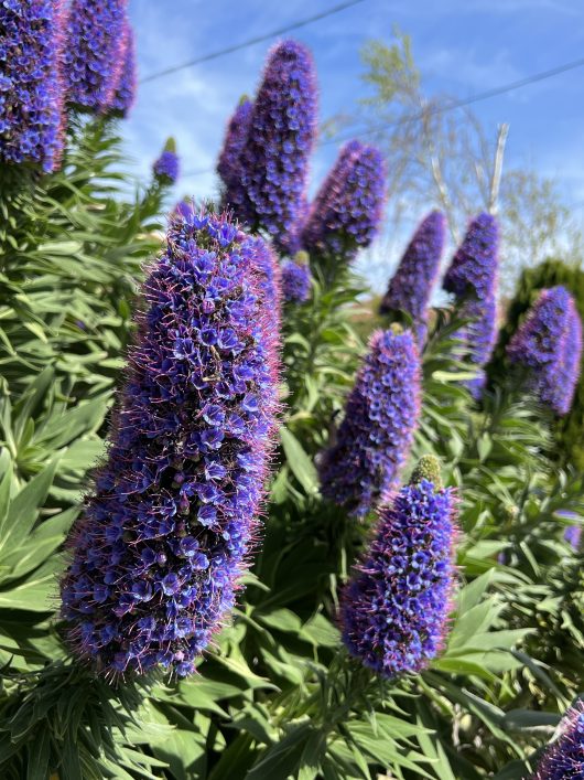 The Echium 'Pride Of Madeira' in a 12" pot blooms with striking purple flowers, thriving in an outdoor garden amidst lush green foliage and basking under a clear blue sky.