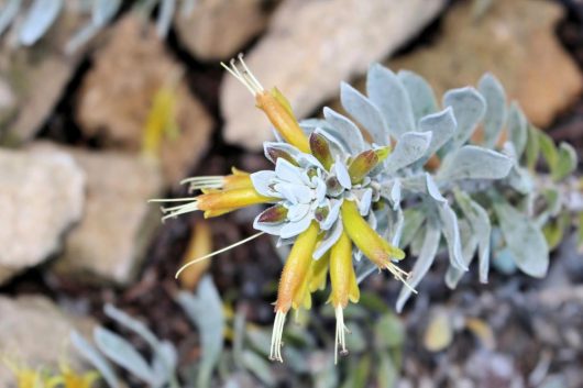 EREMOPHILA GLABRA LIME GOLD EMU BUSH AUSTRALIAN NATIVE SHRUB WITH GREY GREEN LEAVES AND YELLOW FLOWERS