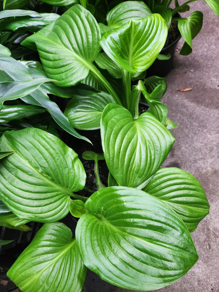 Hosta grandiflora 8