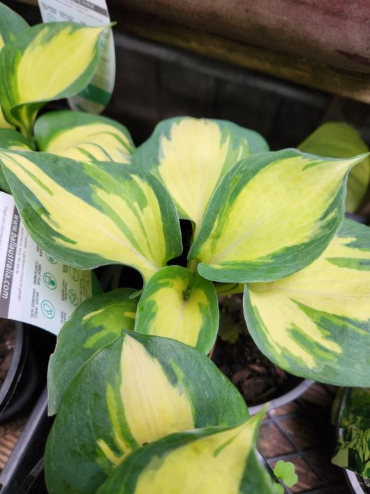 Hosta plantaginea Beach Boy variegated Leaf mixed of yellow and green foliage