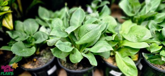 A display of potted green plants with broad leaves, showcasing a stunning Hosta 'Blue Angel' in an 8" pot, adorned with a small logo at the bottom left corner.