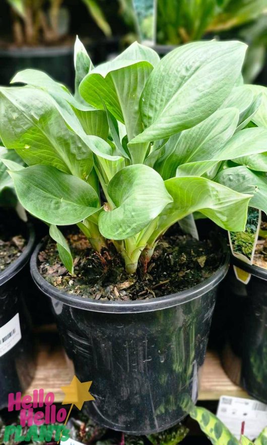 A vibrant Hosta 'Blue Angel' is beautifully showcased in an 8" black pot, surrounded by a price tag. The background features an assortment of additional pots and plants, enriching the lush, green atmosphere.