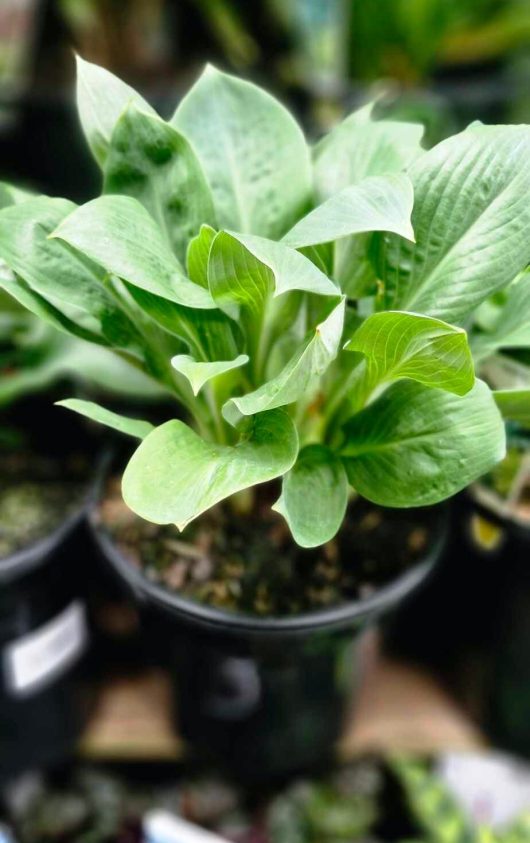 The Hosta 'Blue Angel' in its 8" pot, featuring broad green leaves, is tastefully showcased in a garden setting, adding a touch of elegance.