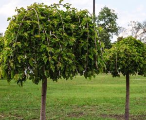 Two weeping mulberry trees in a row with green foliage. Morus alba chaparral 'Weeping Mulberry' Fruitless trees