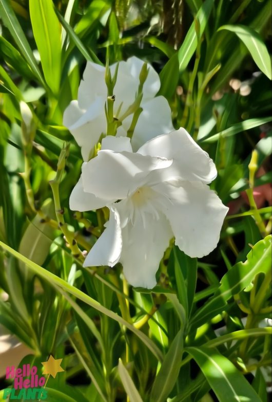 A vibrant Nerium Oleander 'Madoni Grandiflorum' in a 12" pot, surrounded by lush green leaves and bathed in radiant sunlight, features the "Hello Hello Plants" logo at the bottom left corner, inviting garden enthusiasts to explore a bulk buy of 10 for their botanical haven.