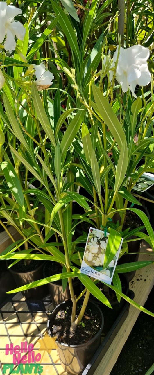 Nerium Oleander 'Madoni Grandiflorum' in a 12" pot, showcasing long green leaves and white flowers with a tag, ideal for outdoor display—perfect for bulk buy enthusiasts. Available in sets of 10.