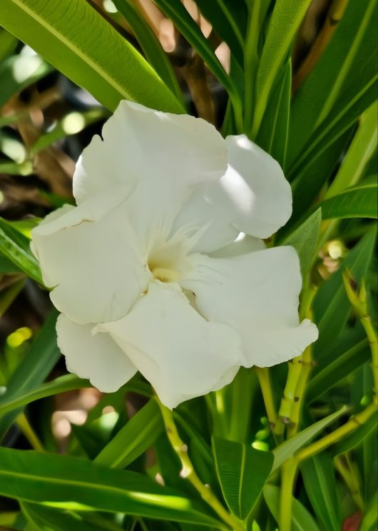 Close-up of a Nerium Oleander 'Madoni Grandiflorum' flower in white, accompanied by green leaves.