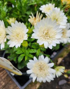 stunning fluffy double white cottage flowers in garden osteospermum ecklonis African daisy flowers white