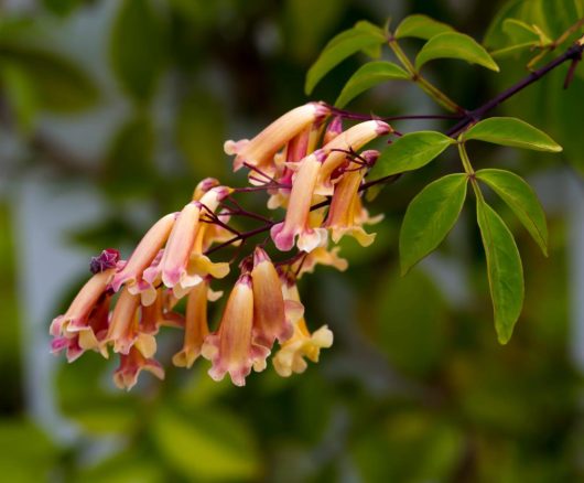 pandorea pandorana ruby bells wonga wonga bower vine everygreen climber with pink and cream tubular flowers