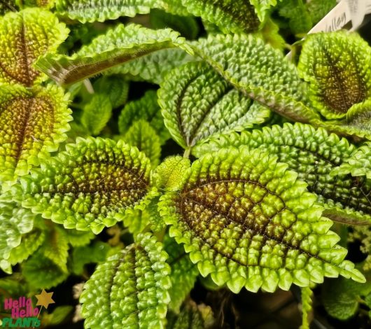 Close-up of textured green leaves with dark brown veins in a 5" pot, labeled "Hello Hello PLANTS," embodying the lush greenery of Pilea 'Moon Valley'.