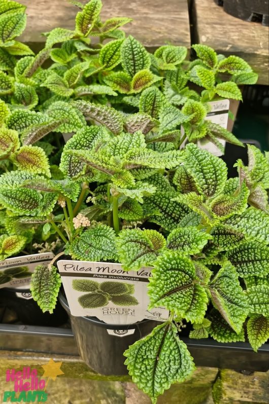 Close-up of Pilea 'Moon Valley' in 5" pots, showcasing its textured green and reddish leaves, beautifully displayed for sale.