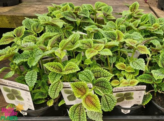 Pilea 'Moon Valley' 5" pots display their textured green leaves on a wooden surface, complete with plant labels.