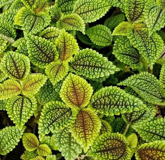 Close-up of textured green and yellow Pilea 'Moon Valley' leaves with serrated edges and intricate veins, beautifully showcased in a 5" pot.