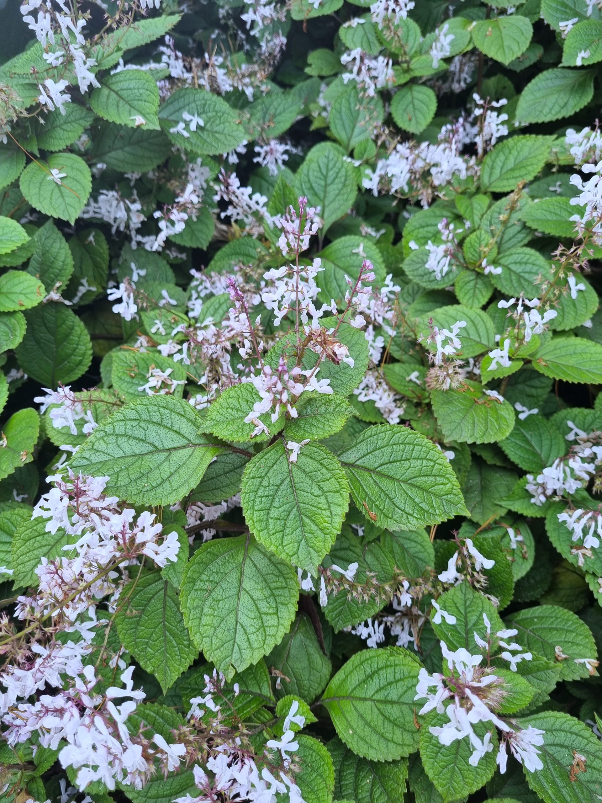 Plectranthus saccatus Velvet Idol flowering mauve lilac purple flowers and green leaves